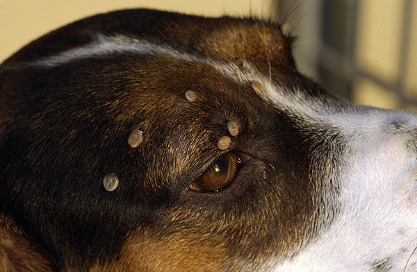 Mehrere Zecken an einem Hund – jede von ihnen könnte durchaus Überträger des Frühsommer-Meningoenzephalitis-Virus sein. Mehrere Zecken an einem Hund – jede von ihnen könnte durchaus Überträger des Frühsommer-Meningoenzephalitis-Virus sein.