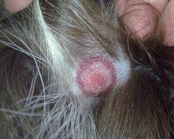 Ringförmige Wanderröte auf der Haut eines Hundes Ringförmige Wanderröte auf der Haut eines Hundes