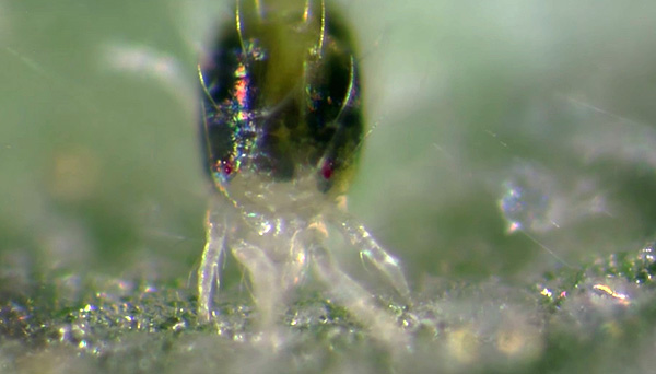 Die Milbe saugt Saft aus den Zellen der Blätter der Pflanze Die Milbe saugt Saft aus den Zellen der Blätter der Pflanze