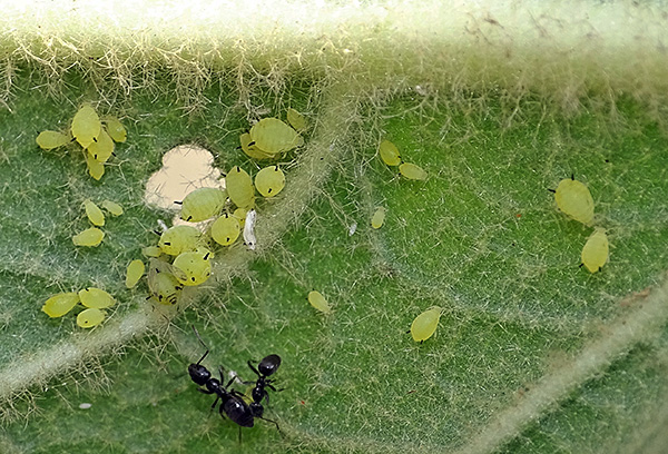 Blattlaus auf einem Blatt Blattlaus auf einem Blatt