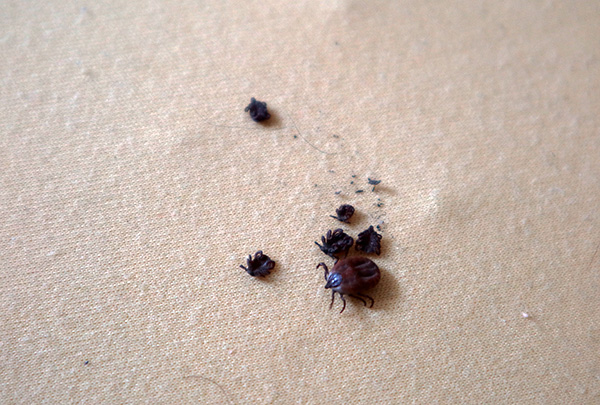 Nahezu die gesamte Zeckenpopulation auf dem Grundstück stirbt in den ersten 1-2 Tagen nach der Behandlung. Nahezu die gesamte Zeckenpopulation auf dem Grundstück stirbt in den ersten 1-2 Tagen nach der Behandlung.