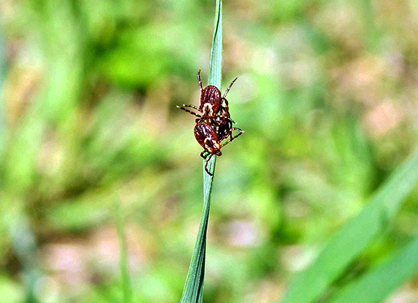 Wenn bei der Arbeit Fehler gemacht werden, kann sich die Anzahl der Parasiten möglicherweise nicht wesentlich verringern. Wenn bei der Arbeit Fehler gemacht werden, kann sich die Anzahl der Parasiten möglicherweise nicht wesentlich verringern.