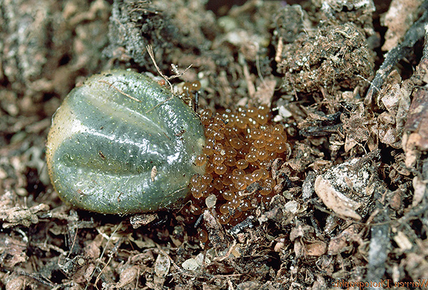 Aus einem Parasiteneigelege können Hunderte von Zeckenlarven schlüpfen. Aus einem Parasiteneigelege können Hunderte von Zeckenlarven schlüpfen.