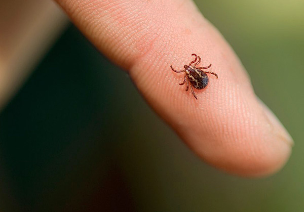 Unter der großen Vielfalt der Mittel gegen Zecken gibt es repellente und repellent-akarizide Präparate. Unter der großen Vielfalt der Mittel gegen Zecken gibt es repellente und repellent-akarizide Präparate.