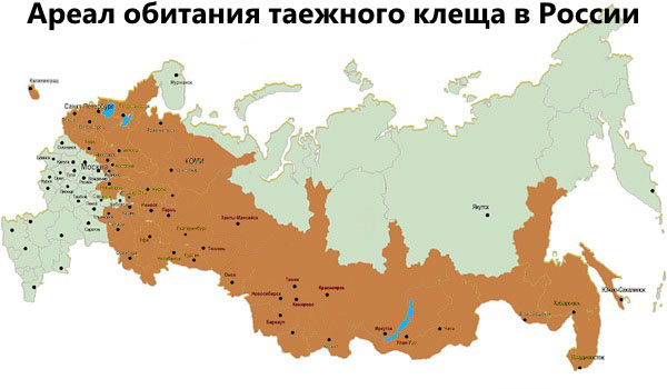 Verbreitungsgebiet der Taigazecke in Russland