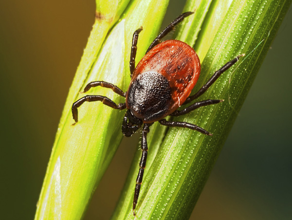 Taigazecke (Ixodes persulcatus)