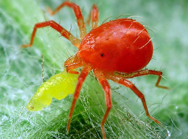 Phytoseiulus - Raubmilbe
