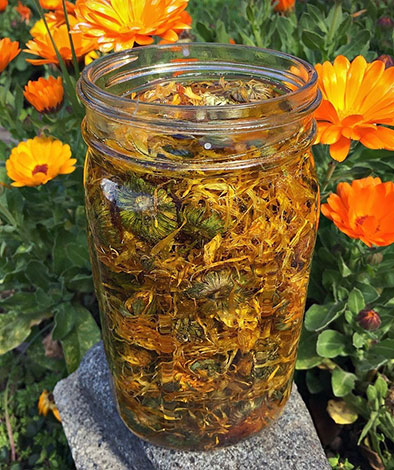 Abkochung von Ringelblumen gegen Spinnmilben
