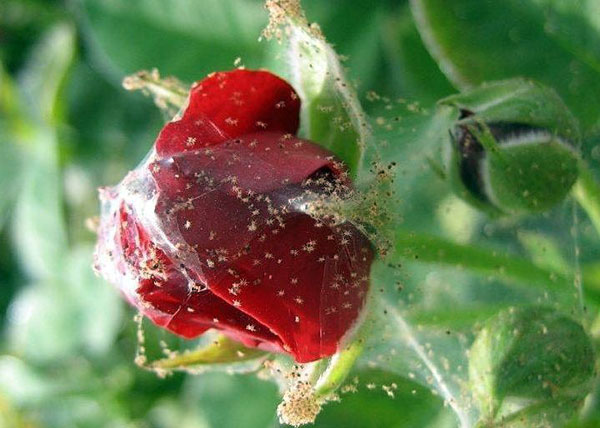 Bei starkem Befall der Pflanze mit Spinnmilben müssen alle Knospen, Fruchtansätze und Früchte entfernt werden