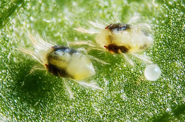 Erwachsene Exemplare der Spinnmilbe
