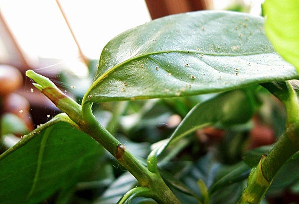 Spinnmilbe an Dieffenbachia