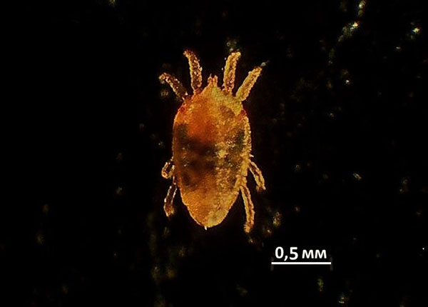 Flachmilbe unter dem Mikroskop