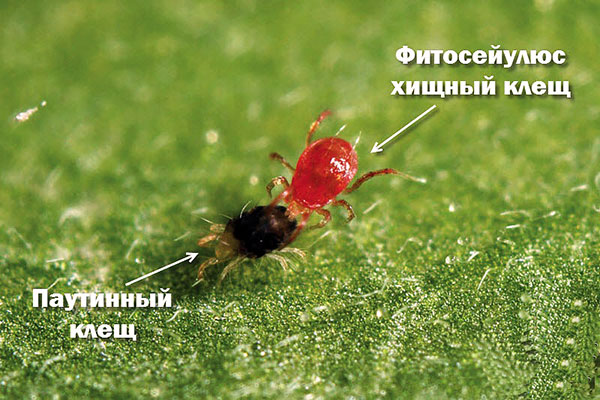Phytoseiulus, der eine Spinnmilbe frisst
