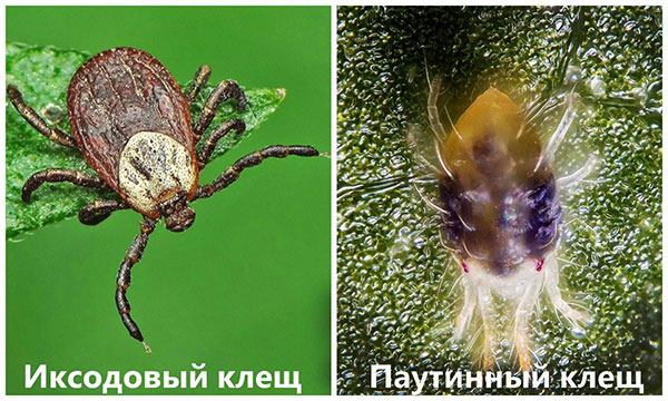 Ixodide und Spinnmilbe