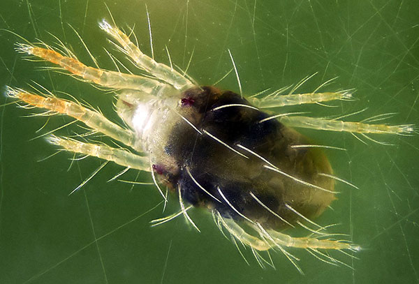 Spinnmilbe (vergrößert)