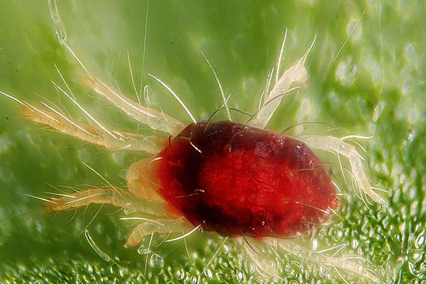 Erwachsenes Exemplar der Spinnmilbe