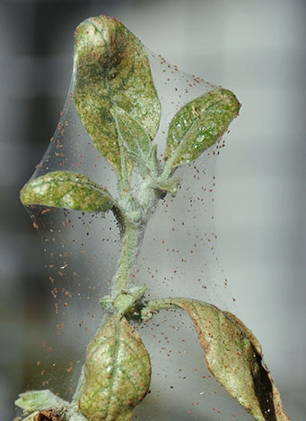 Apfelbaumzweig mit Spinnmilbe