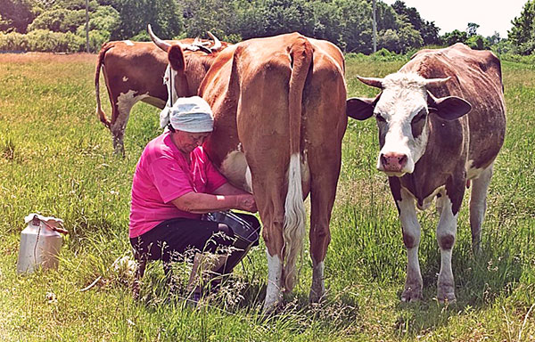 Infektion mit FSME durch Milch