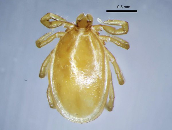 Männchen der Zeckenart Ixodes trianguliceps