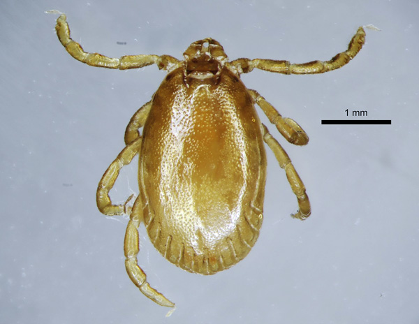 Männchen der Zecke (Art Haemaphysalis concinna)