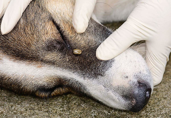Übertragung der Frühsommer-Meningoenzephalitis durch Hunde