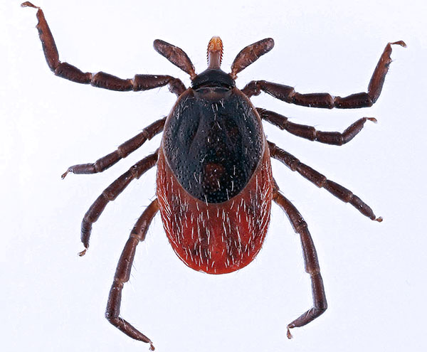 Ixodes ricinus (ausgewachsenes Weibchen)
