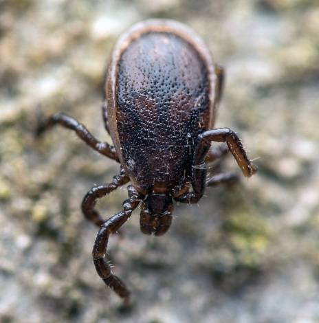 Holzbockzecke (Ixodes ricinus), ausgewachsenes Männchen