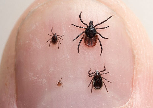 Entwicklungsstadien der Holzbockzecke (Ixodes ricinus)