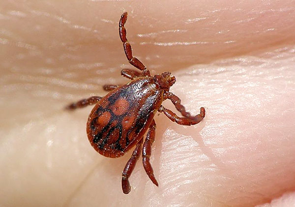 Nymphe der Taigazecke (Ixodes persulcatus)