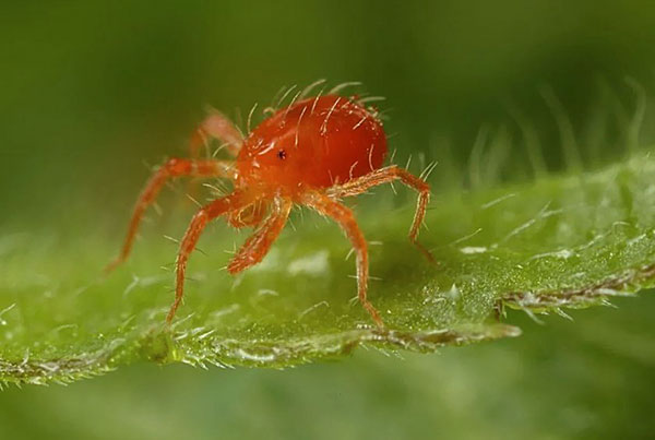 Erwachsenes Exemplar von Phytoseiulus (Phytoseiulus persimilis)