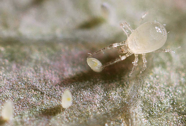 Raubmilbe Amblyseius (Amblyseius californicus)