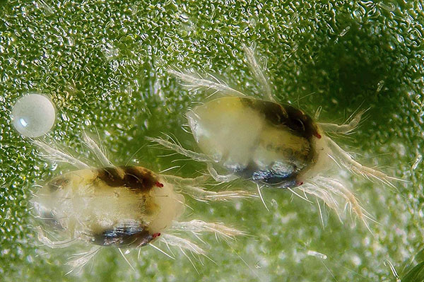 Spinnmilbe unter dem Mikroskop