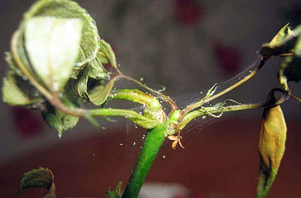 Spinnmilbe am Geißblatt