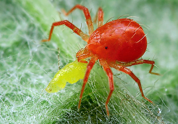 Raubmilbe Phytoseiulus