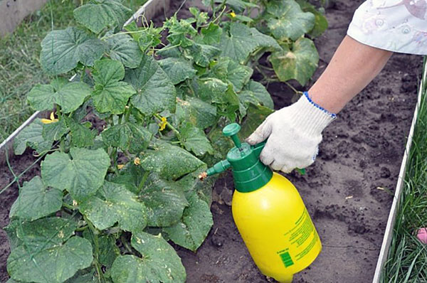 Chemische Behandlung von Pflanzen gegen Spinnmilben