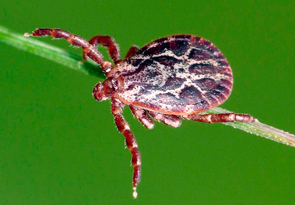 Pferdezecke (Dermacentor marginatus)