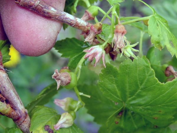 Johannisbeere, befallen mit dem Reversions-Virus (Blütenvergrünung)