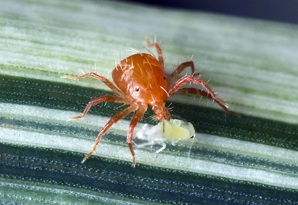 Raubmilbe Phytoseiulus als biologische Pflanzenschutzmethode