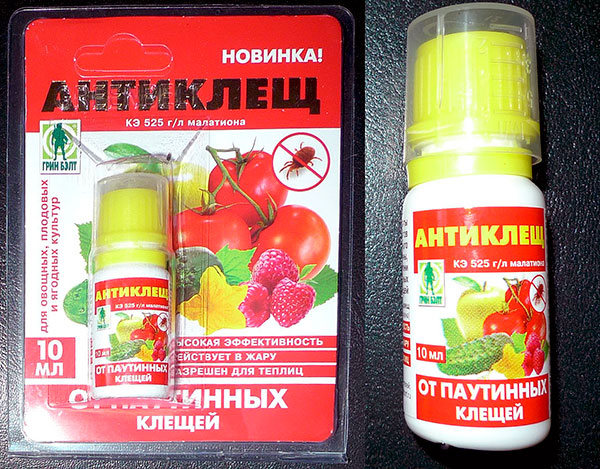 Antikleschtsch gegen Spinnmilben