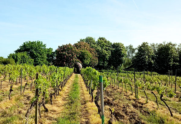 Vorbeugung der Ausbreitung von Weinbaumilben