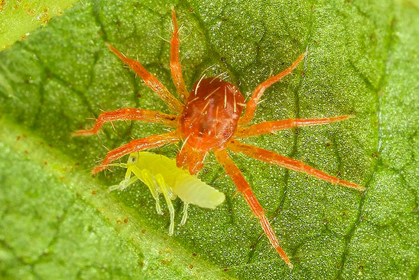 Die Raubmilbe Phytoseiulus hilft bei der Bekämpfung von Schädlingen
