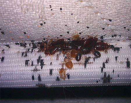 Punaises de lit sur un matelas