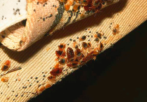 Nid de punaises de lit dans un matelas Nid de punaises de lit dans un matelas