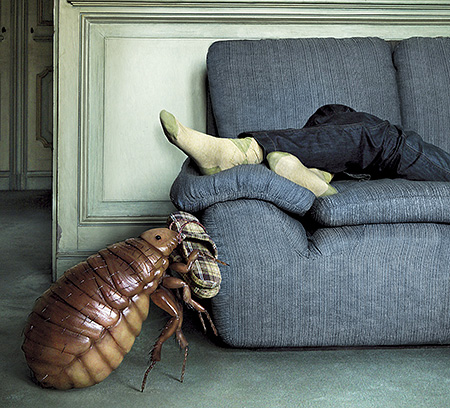 Si des punaises de lit infestent votre canapé... Punaise de canapé
