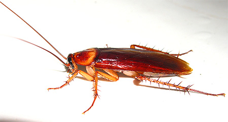 Blatte germanique