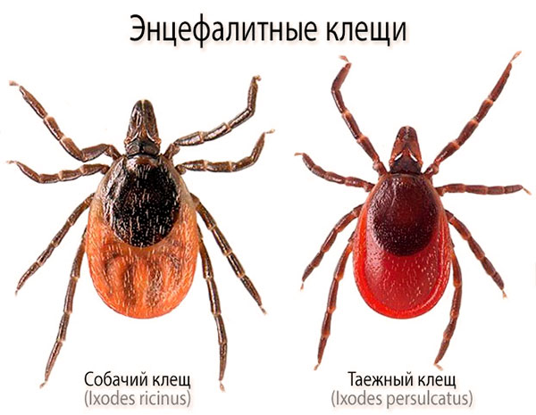 FSME-Zecken (Ixodes ricinus, Ixodes persulcatus)