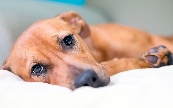 Verschlechterung des Zustands des Hundes nach einem Zeckenbiss