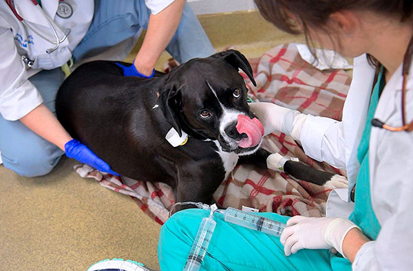 Behandlung des Hundes nach einem Zeckenstich