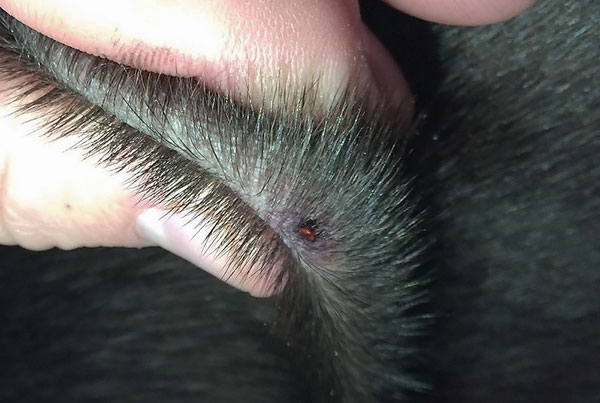 Die Zecke beißt den Hund schmerzfrei