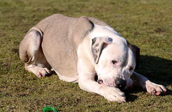 Hepatozoonose nach Verzehr einer Zecke durch den Hund